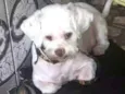 Pingo