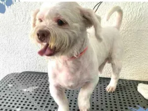 Cachorro raça Shitzu idade 3 anos nome Pingo 