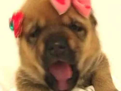 Cachorro ra a  idade Abaixo de 2 meses nome Alice 