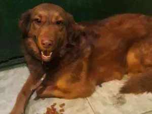 Cachorro raça RNI idade 3 anos nome Mel