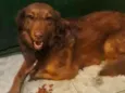 Mel