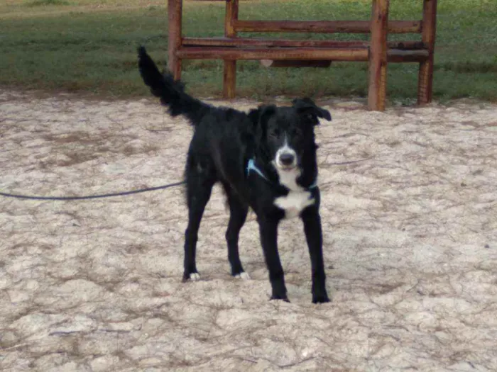 Cachorro ra a Mestiço  idade 6 ou mais anos nome Isac