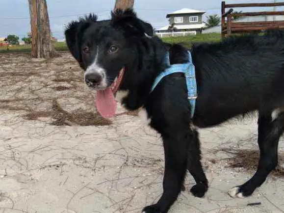 Cachorro ra a Mestiço  idade 6 ou mais anos nome Isac