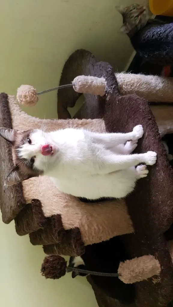 Gato ra a SRD idade 2 anos nome Jeremias