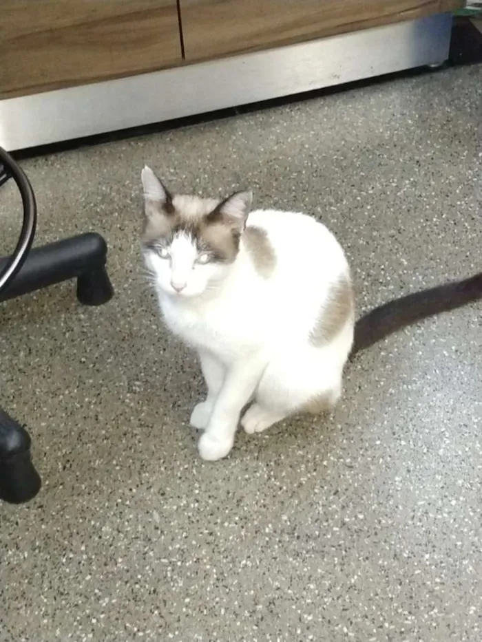 Gato ra a SRD idade 2 anos nome Jeremias