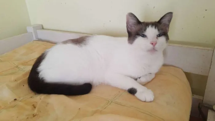 Gato ra a SRD idade 2 anos nome Jeremias