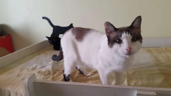 Gato ra a SRD idade 2 anos nome Jeremias