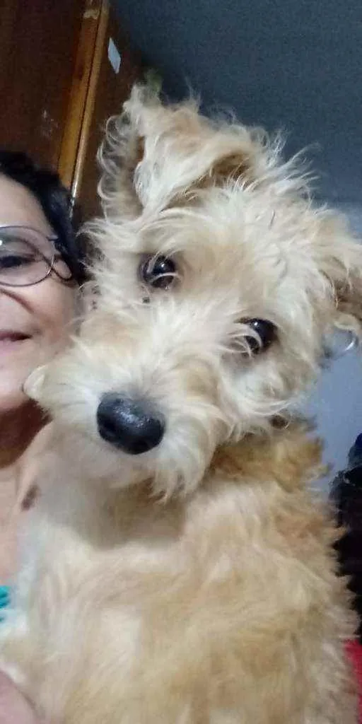 Cachorro ra a Srd  idade 2 a 6 meses nome Yellow
