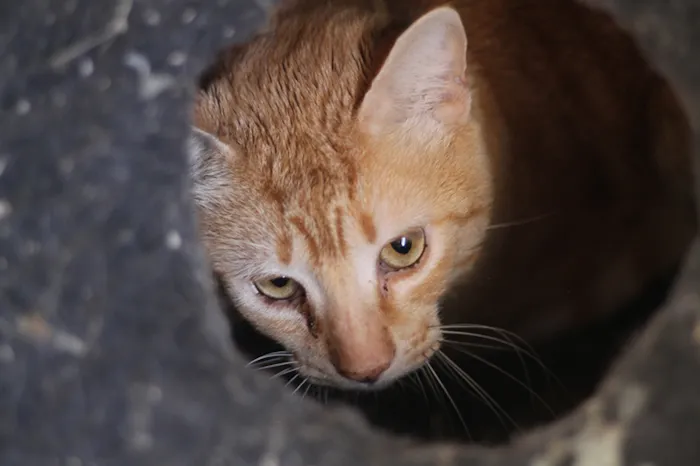 Gato ra a SRD idade 3 anos nome Ruggine