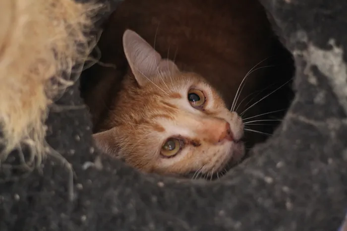 Gato ra a SRD idade 3 anos nome Ruggine