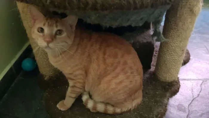 Gato ra a SRD idade 3 anos nome Ruggine