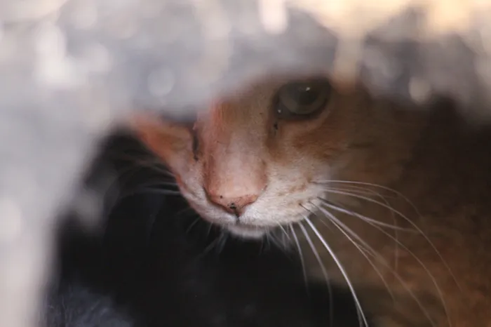 Gato ra a SRD idade 3 anos nome Ruggine