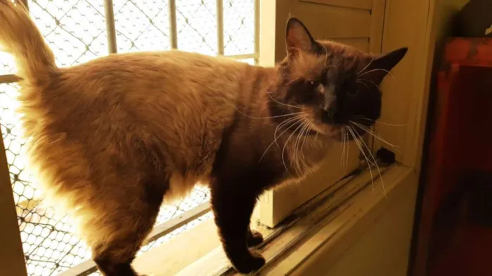 Gato ra a SRD idade 3 anos nome Taz