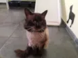 Taz