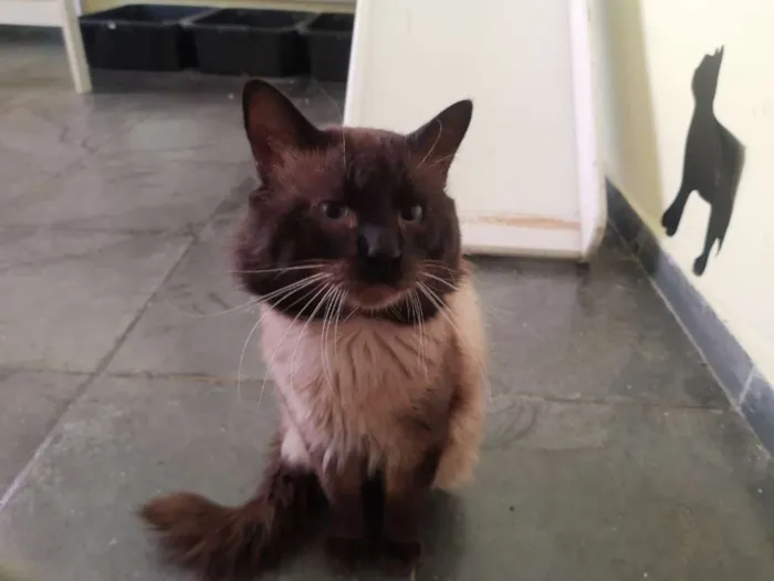 Gato ra a SRD idade 3 anos nome Taz