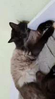 Taz
