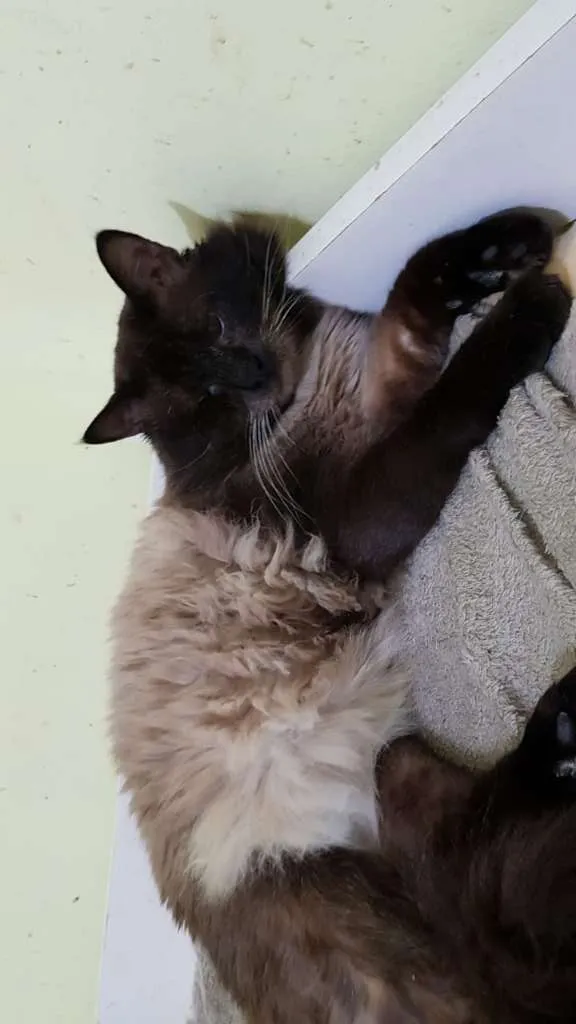 Gato ra a SRD idade 3 anos nome Taz