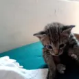 Gatinha