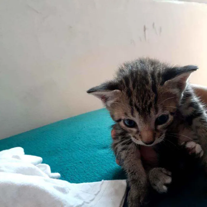 Gato raça Vira lata  idade Abaixo de 2 meses nome Gatinha