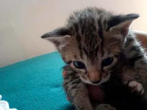 Gato raça Vira lata  idade Abaixo de 2 meses nome Gatinha