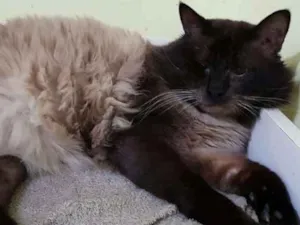 Gato raça SRD idade 3 anos nome Taz