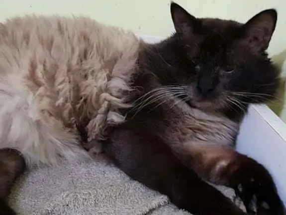 Gato ra a SRD idade 3 anos nome Taz