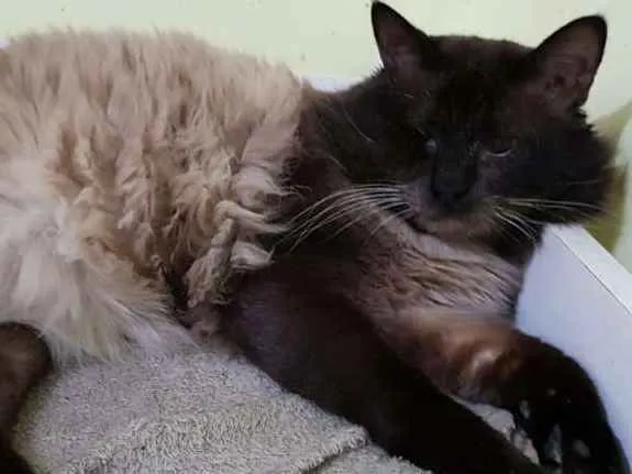 Gato ra a SRD idade 3 anos nome Taz