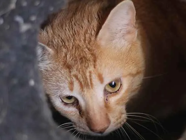 Gato ra a SRD idade 3 anos nome Ruggine