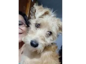 Cachorro raça Srd  idade 2 a 6 meses nome Yellow