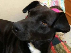 Cachorro raça Srd idade 2 anos nome Neguinho