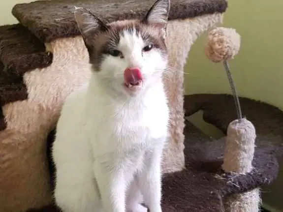 Gato ra a SRD idade 2 anos nome Jeremias