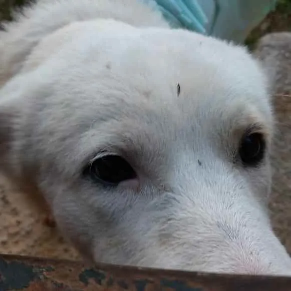 Cachorro ra a Srd idade 2 anos nome Branca e Branco