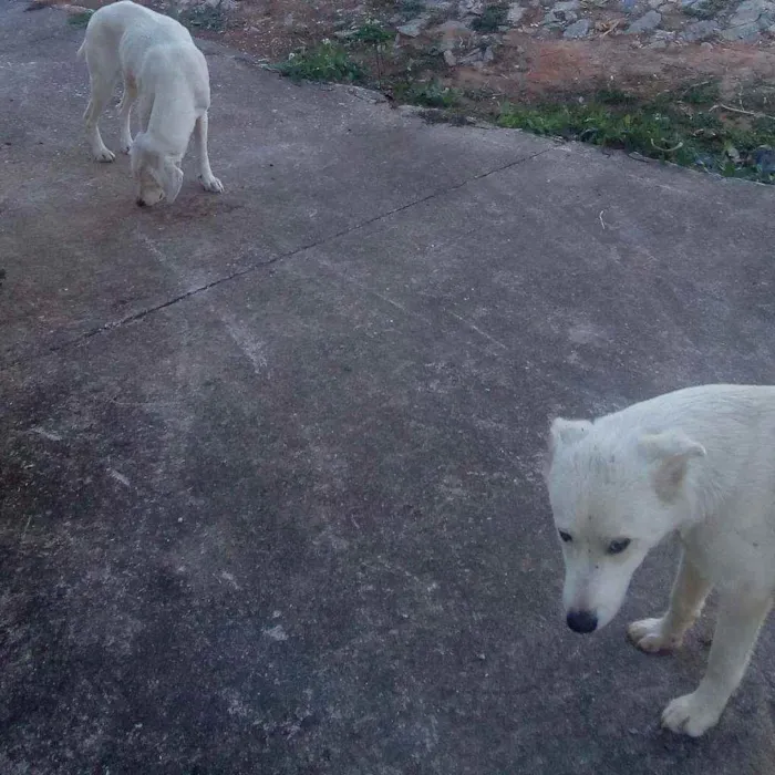 Cachorro ra a Srd idade 2 anos nome Branca e Branco