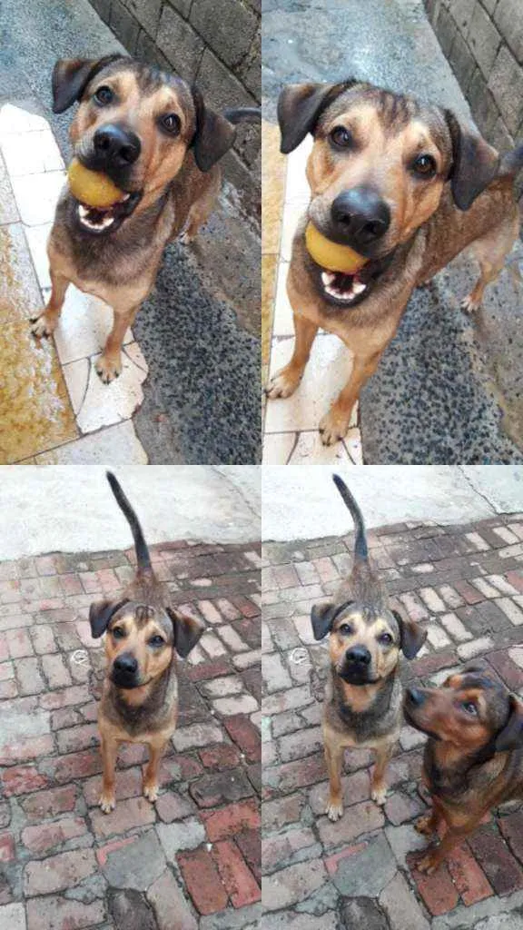 Cachorro ra a  idade 2 anos nome Pietro 
