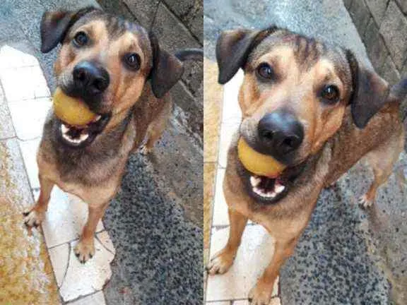 Cachorro ra a  idade 2 anos nome Pietro 