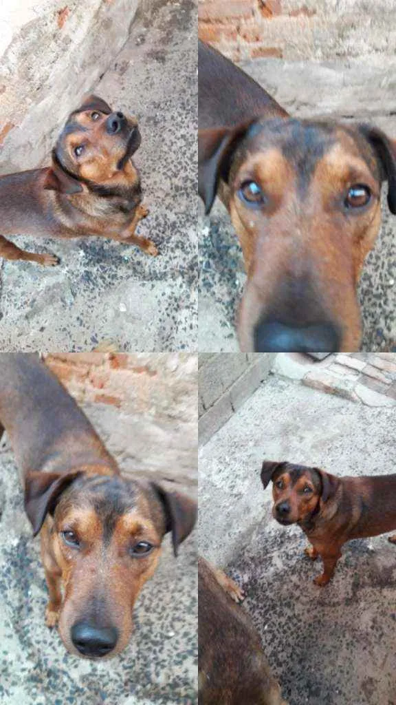 Cachorro ra a Srd idade 2 anos nome Floc