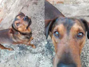 Cachorro raça Srd idade 2 anos nome Floc