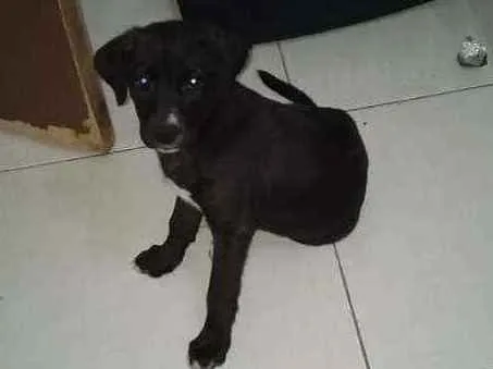 Cachorro ra a Raça indefinida idade 2 a 6 meses nome Sem nome