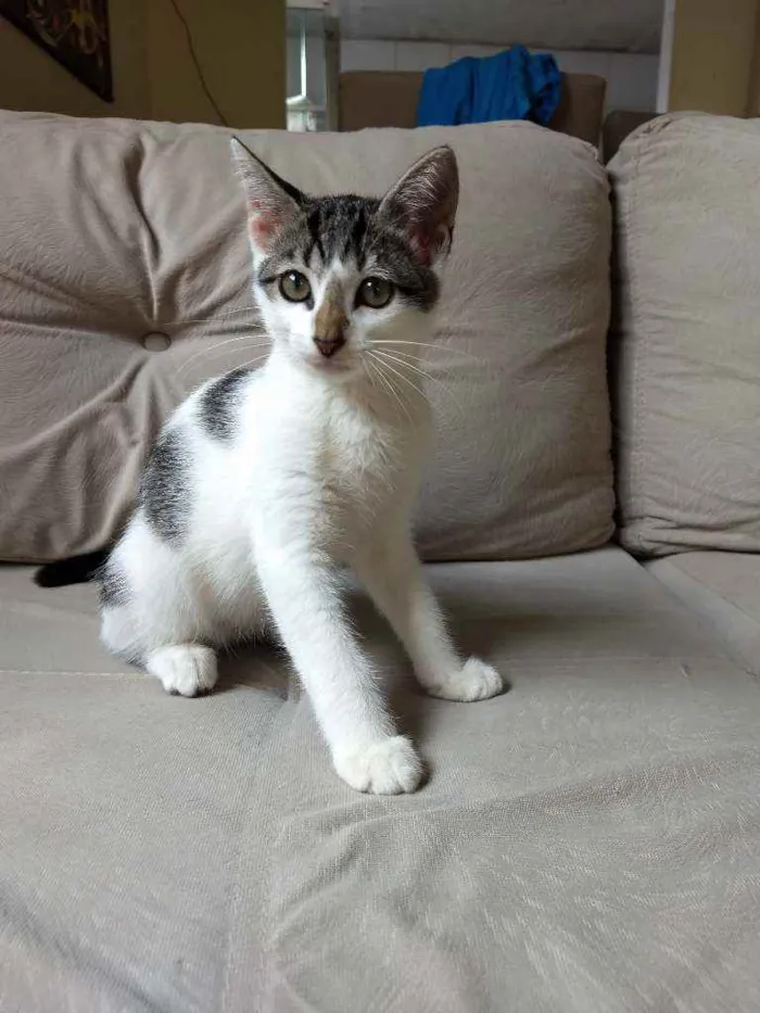 Gato ra a Sem raça definida idade 2 a 6 meses nome Sem nome