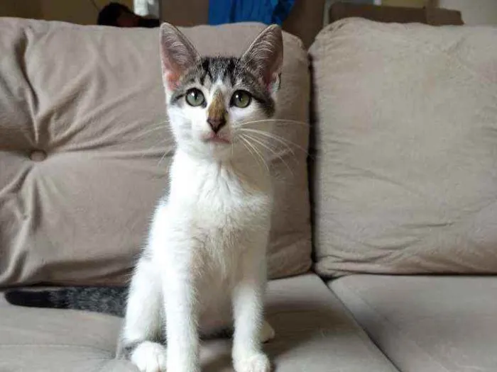Gato ra a Sem raça definida idade 2 a 6 meses nome Sem nome