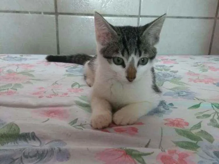 Gato ra a Sem raça definida idade 2 a 6 meses nome Sem nome