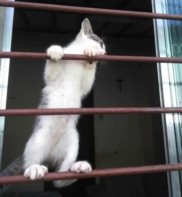 Gato ra a Sem raça definida idade 2 a 6 meses nome Sem nome