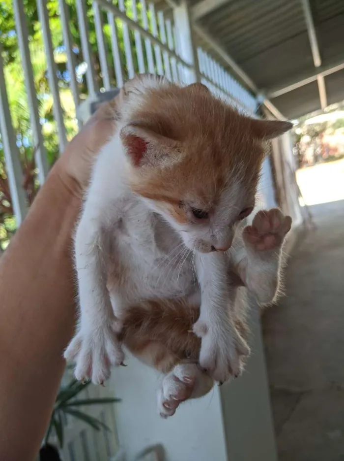 Gato ra a SRD. idade Abaixo de 2 meses nome Sem nomes.