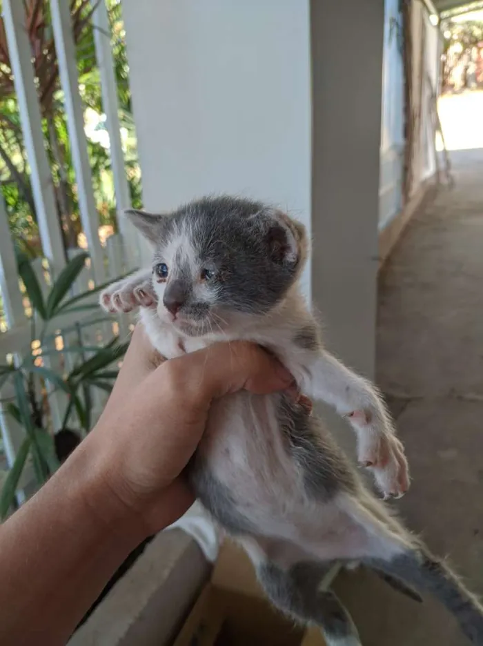 Gato ra a SRD. idade Abaixo de 2 meses nome Sem nomes.