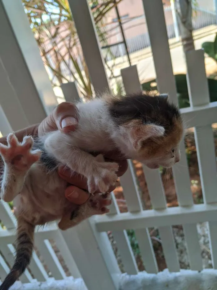 Gato ra a SRD. idade Abaixo de 2 meses nome Sem nomes.