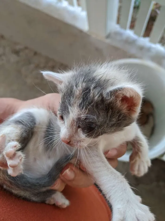 Gato ra a SRD. idade Abaixo de 2 meses nome Sem nomes.
