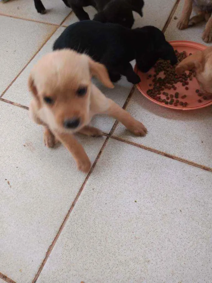 Cachorro ra a Outros idade 2 a 6 meses nome Filhotes