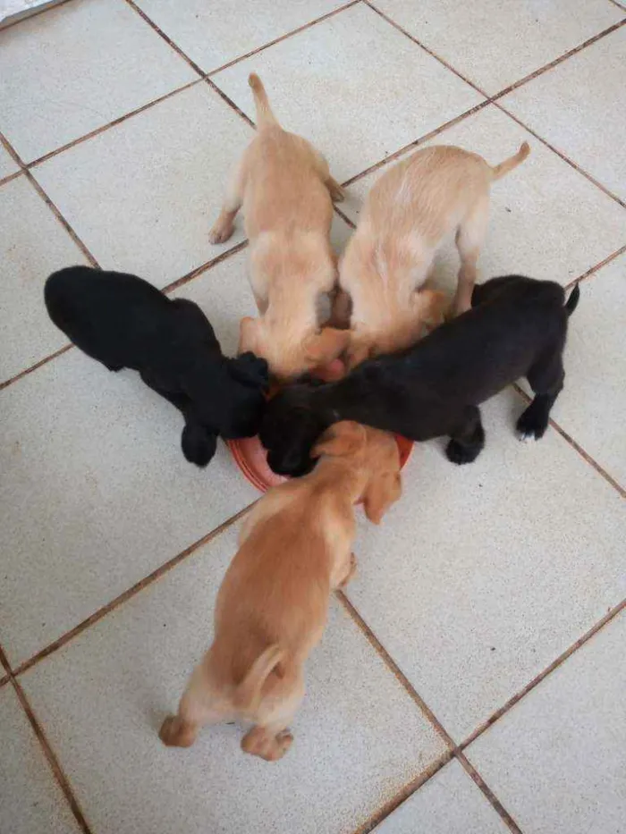 Cachorro ra a Outros idade 2 a 6 meses nome Filhotes