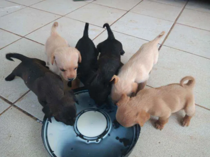 Cachorro ra a Outros idade 2 a 6 meses nome Filhotes