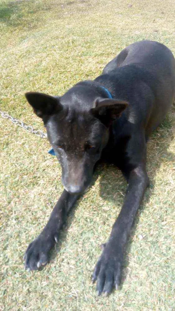 Cachorro ra a Pastor preto idade 2 anos nome Charlotte